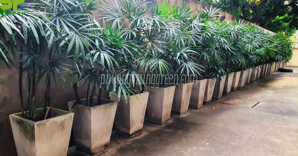 Trúc mây được trồng trong chậu lớn trang trí khu vực sảnh