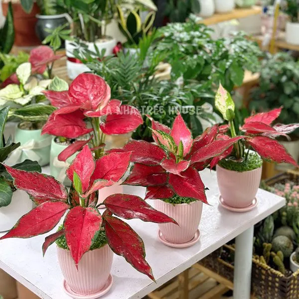 Cây Vạn Lộc lá hồng đỏ rực rỡ mix Cỏ May Mắn