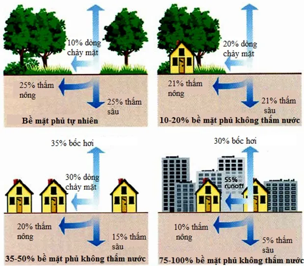 cay-xanh-giup-thoat-nuoc