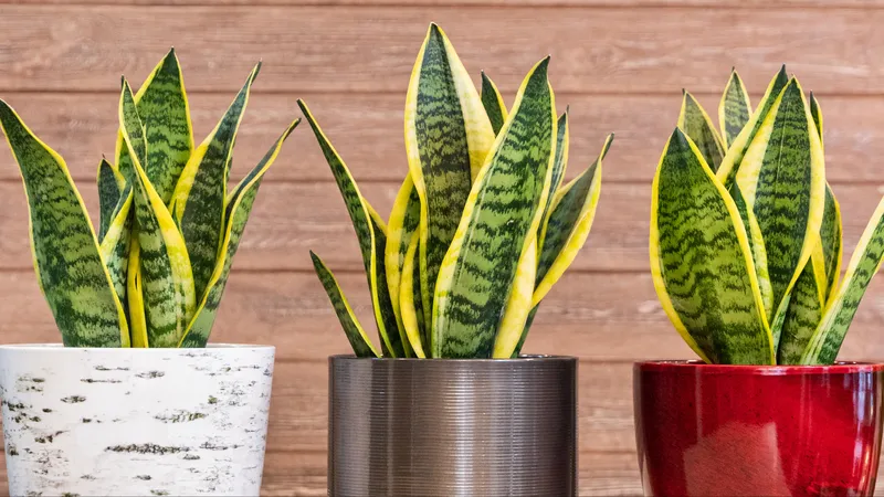 Cây Lưỡi Hổ Vàng (Sansevieria trifasciata 'Laurentii')