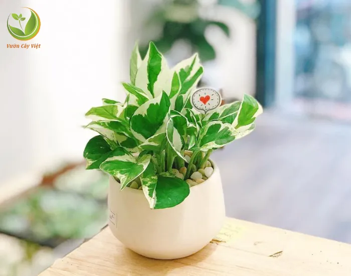 Lưu ý về ánh sáng và tưới nước khi chăm sóc Trầu Bà Cẩm Thạch