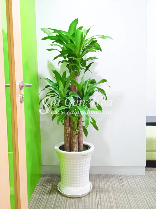 Cận cảnh chậu cây phát tài khúc lá xanh bóng được đặt trang trí ngay cạnh bàn làm việc trong không gian văn phòng