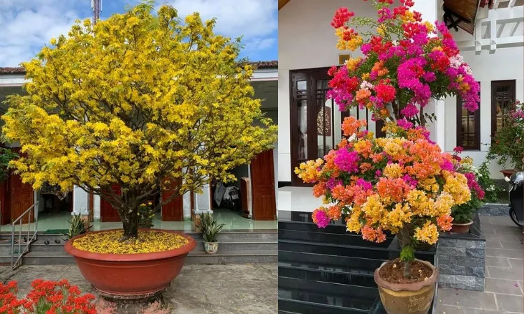 chậu hoa trước cửa nhà