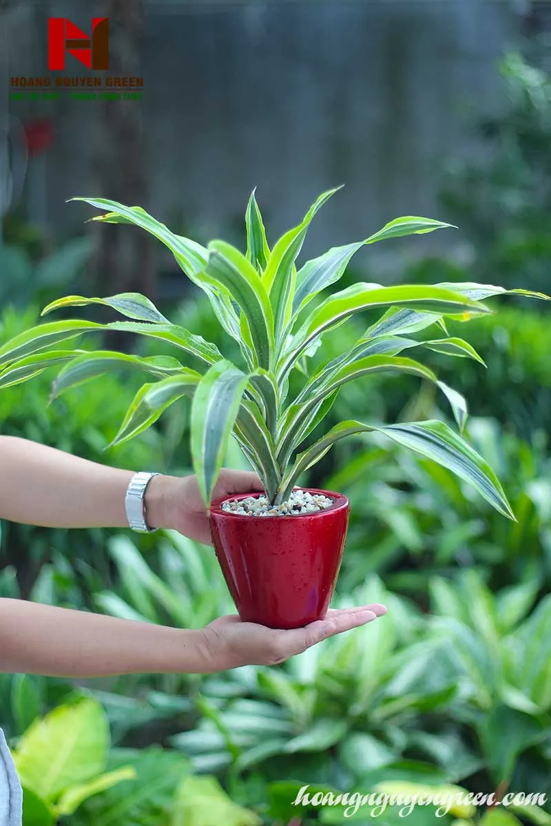 Cây Phát Tài Mỹ trồng trong chậu để bàn làm việc