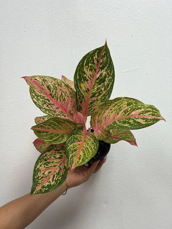 Cây Cung Điện Đỏ được đặt tại văn phòng làm việc