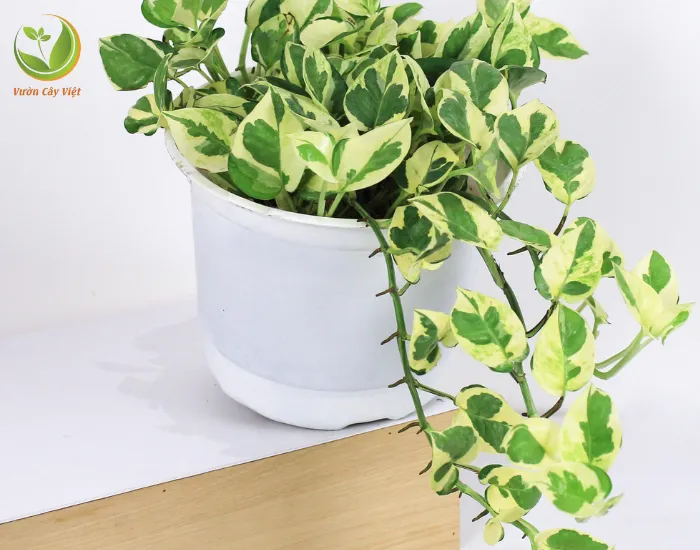 Cây Trầu Bà Cẩm Thạch giúp thanh lọc không khí