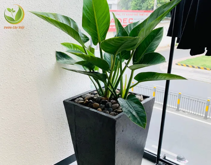 Bạn có thể đặt một chậu cây Trầu Bà Đế Vương Xanh ở ban công