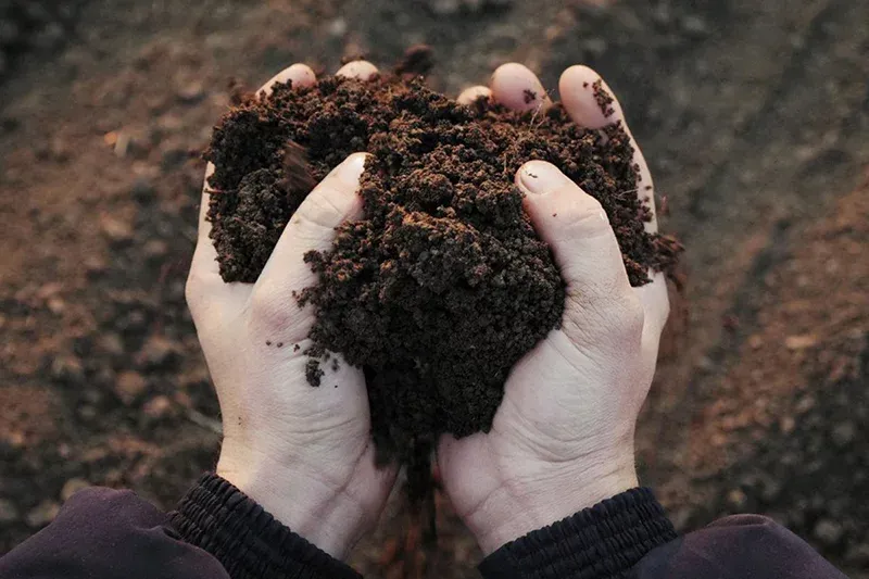 Đất thịt có kết cấu trung gian giữa cát và sét