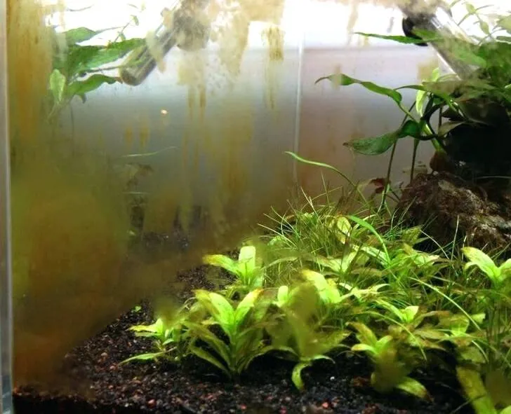 Tảo nâu bám thành mảng trên kính và lá cây thủy sinh