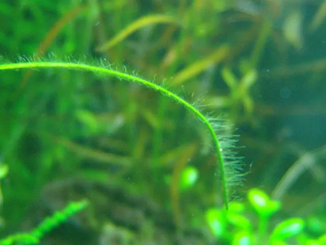 Rêu lông tơ (Fuzz Algae) bám trên lá cây thủy sinh