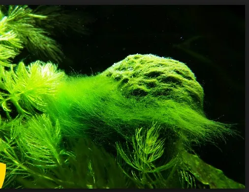 Rêu tóc xanh (Hair Algae) dài và mọc rậm rạp