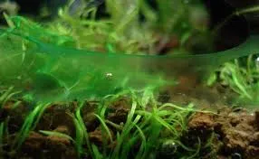 Rêu nhớt xanh (BGA) bám trên nền và các vật trang trí