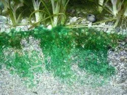 Khuẩn lam Cyanobacteria (BGA) tạo thành mảng lớn