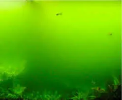 Nước hồ bị xanh do Rêu Nước Xanh (Green Water)