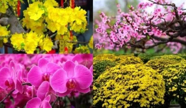 Các loại hoa Tết 2026 đẹp, sang, cầu tài lộc, rước may mắn