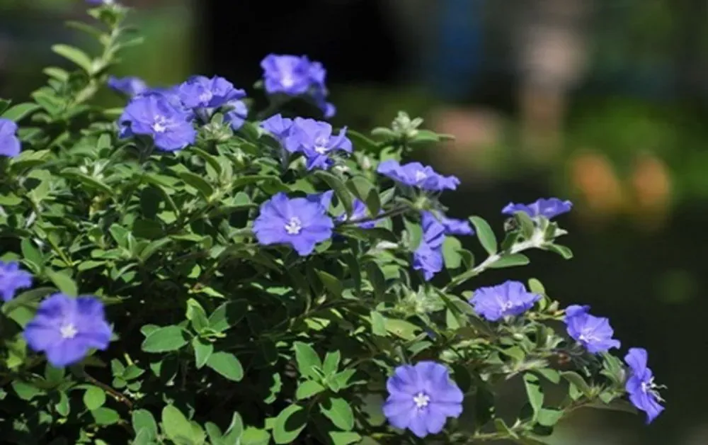 Hoa thanh tú dịu dàng, mộc mạc