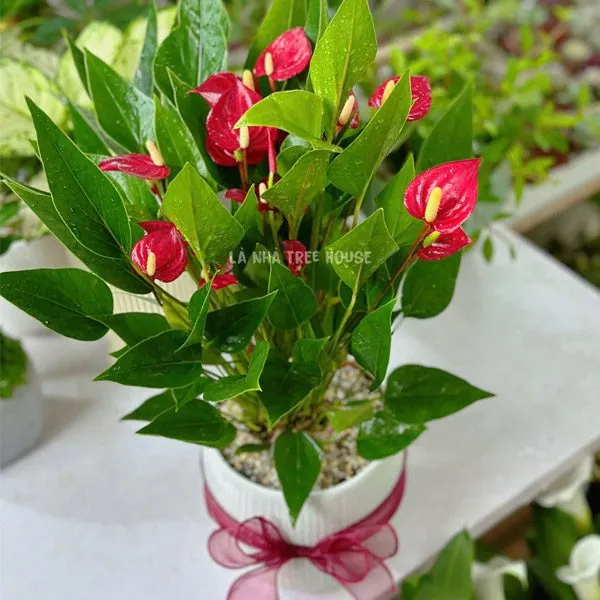 Cây Hồng Môn hoa đỏ hình trái tim nổi bật