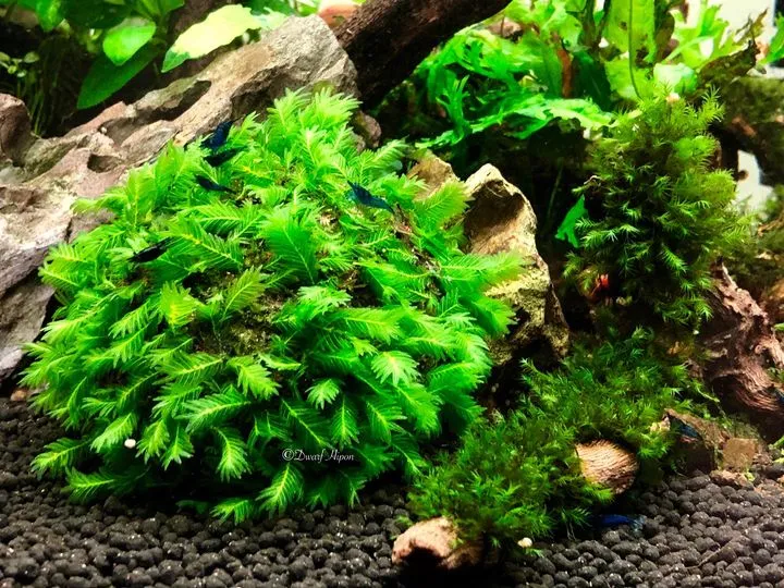 Rêu Phượng Vĩ Đài có lá mỏng manh tạo vẻ tự nhiên