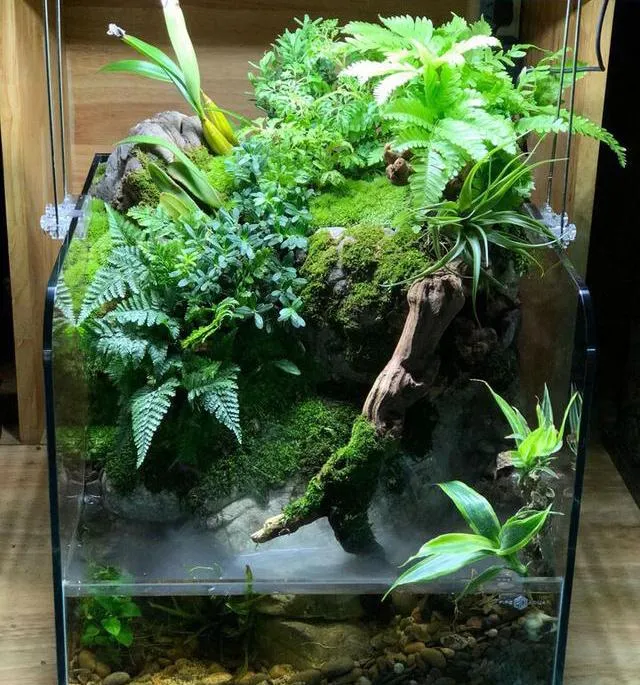 Cây Dương Xỉ có tán lá dài, mềm mại, dễ sống trong môi trường bán cạn