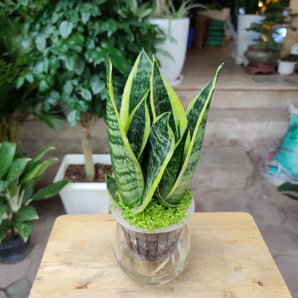 Cây Lưỡi Hổ với lá cứng cáp, đại diện cho khí phách kiên cường