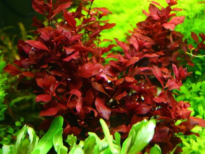 Cây Diệp Tài Hồng Lá Đỏ thường dùng làm nền