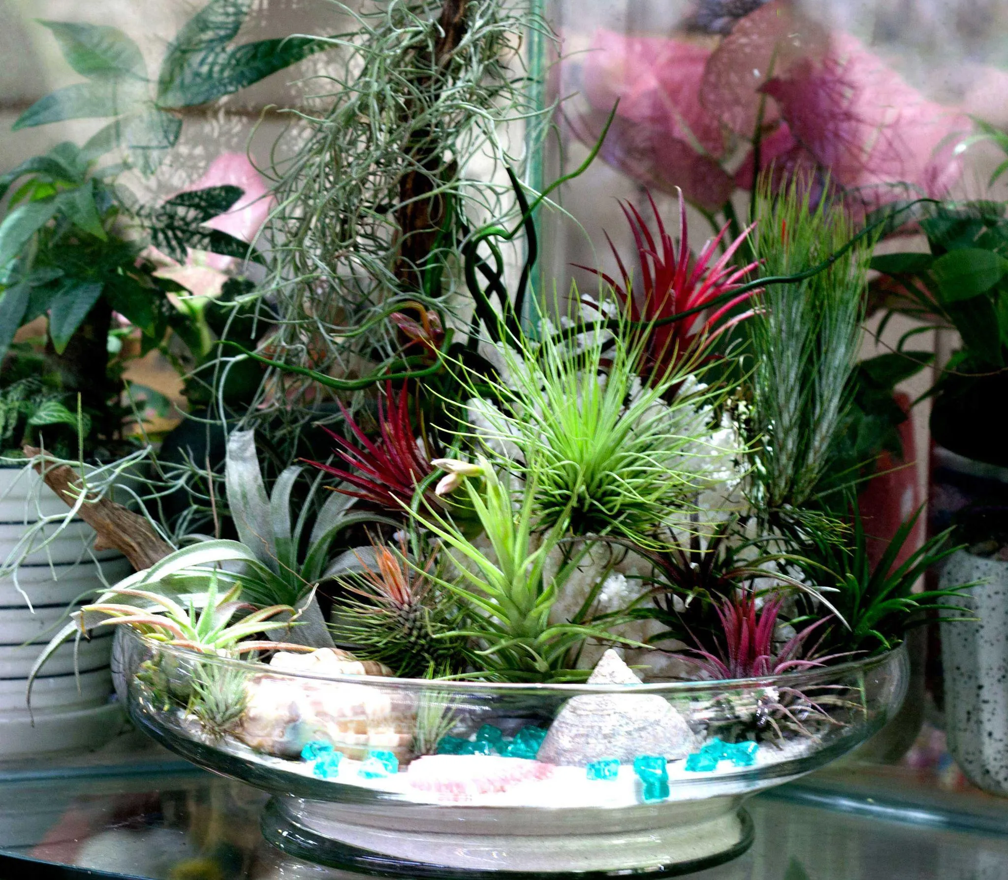 Cây Không Khí Đuôi Cáo thường được trang trí trên lũa