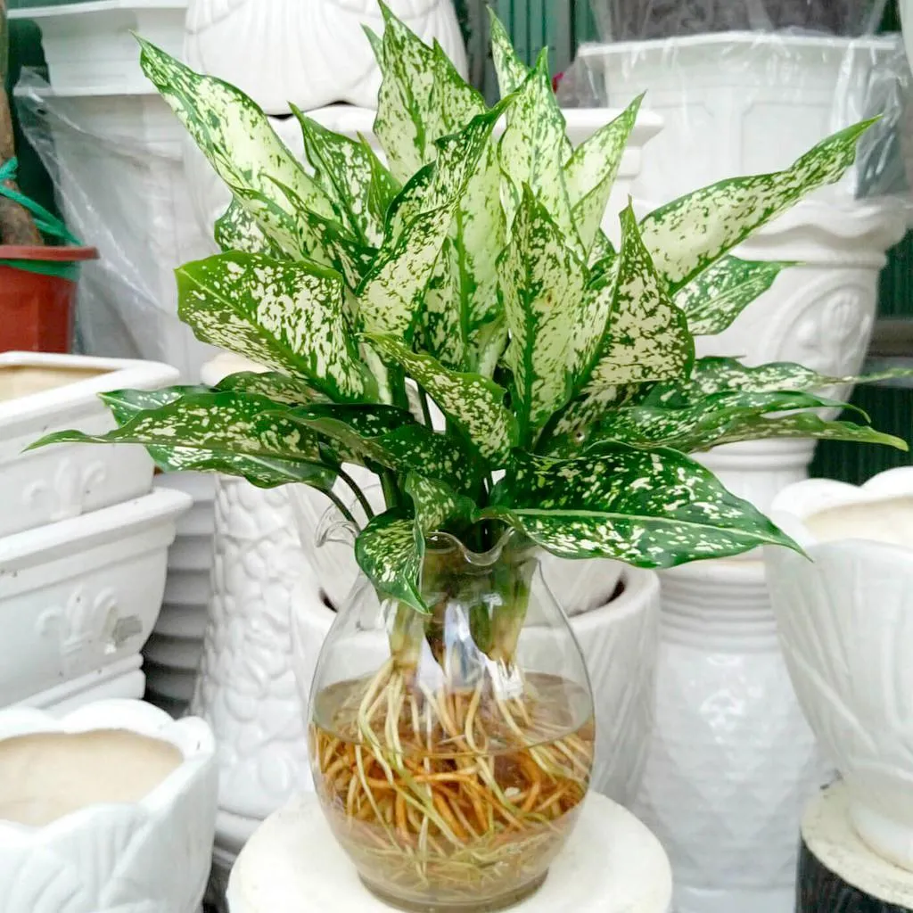 Cây Ngọc Ngân trồng thủy sinh thu hút tiền tài, may mắn