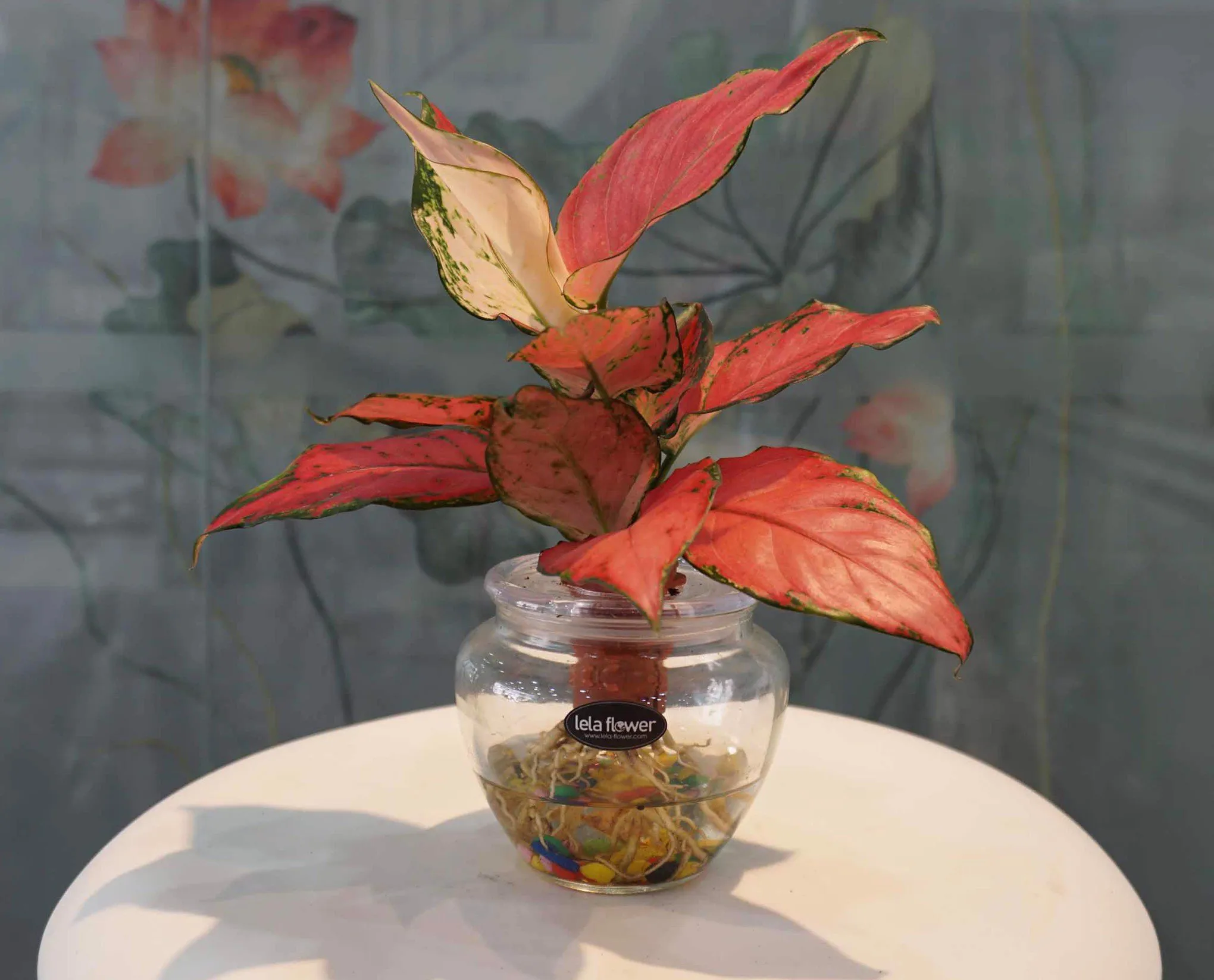 Cây Vạn Lộc đại diện cho tài lộc và sự may mắn