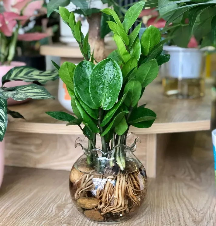 Cây Kim Tiền mang đến sự may mắn, thu hút tài lộc