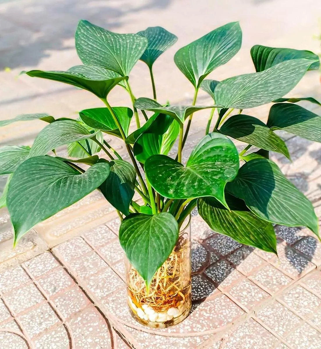 Cây Thanh Tâm là biểu tượng của bình yên và hạnh phúc