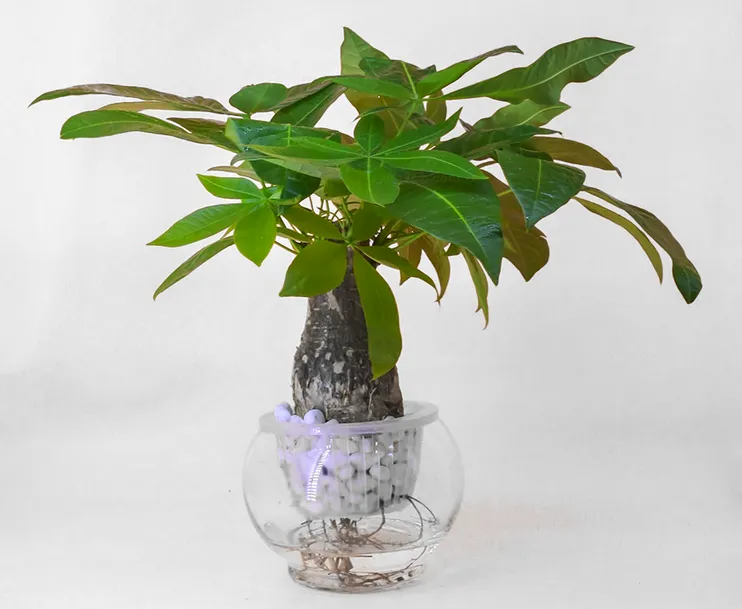 Cây Kim Ngân trồng thủy sinh mang lại may mắn cho gia chủ