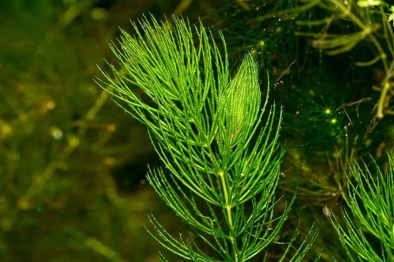 Rong Đuôi Chồn là loại thủy sinh đẹp được ưa chuộng