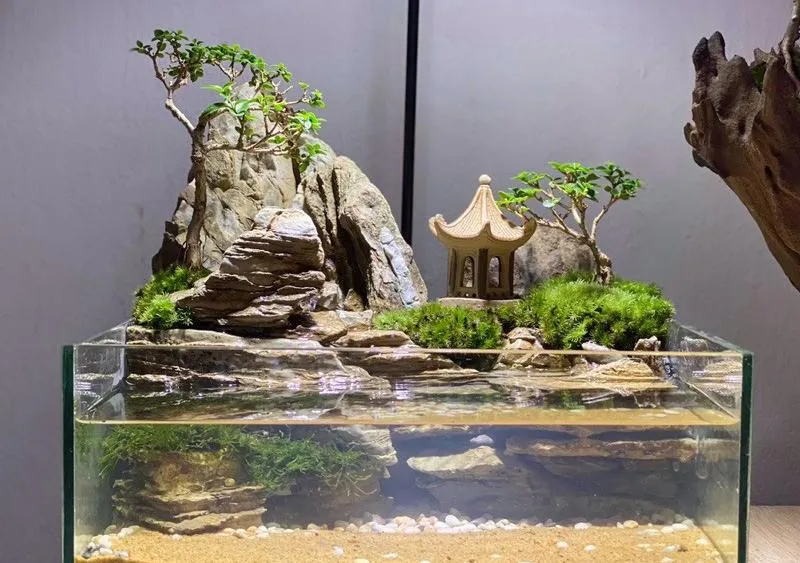 Cây Sam Hương là loài cây lá nhỏ, thường dùng làm bonsai bán cạn