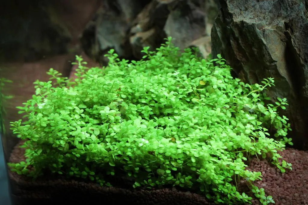 Cây Trân Châu Cuba là loại cây thủy sinh mini phổ biến