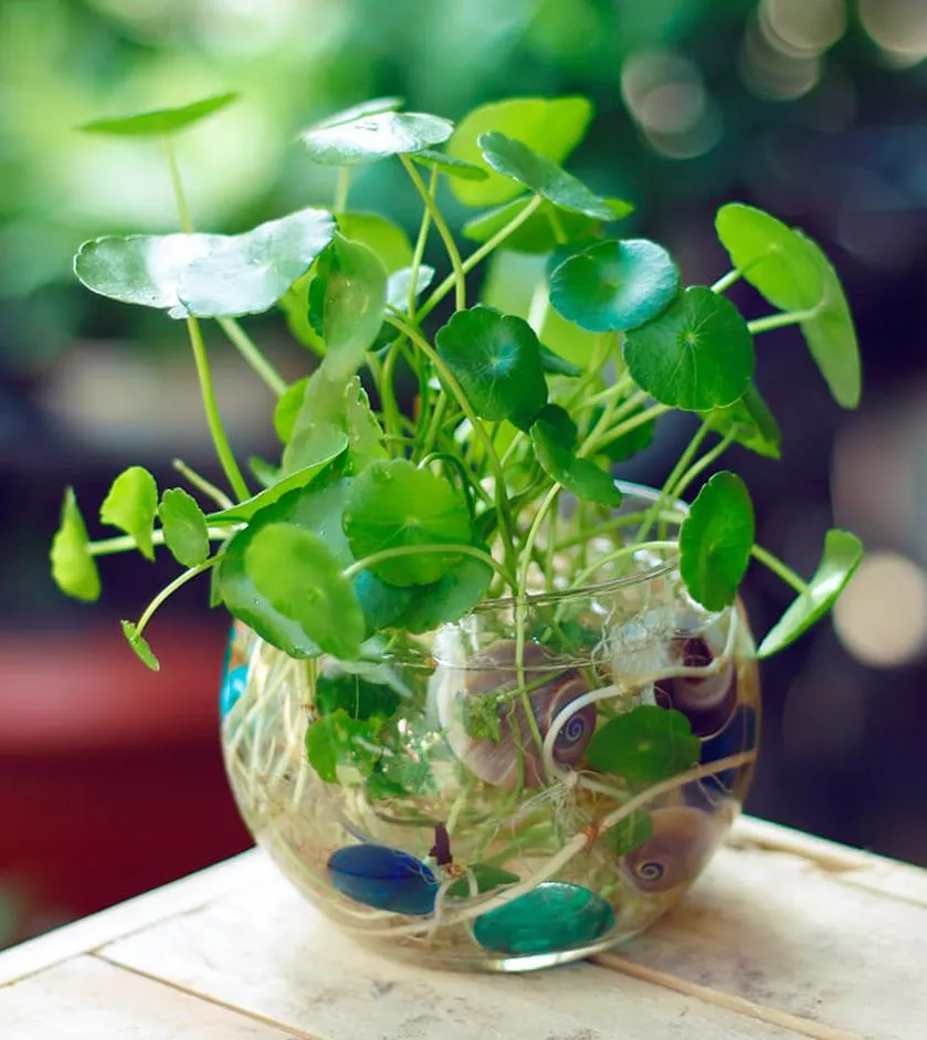 Cỏ Đồng Tiền có lá tròn nhỏ, giúp khai thông tài vận