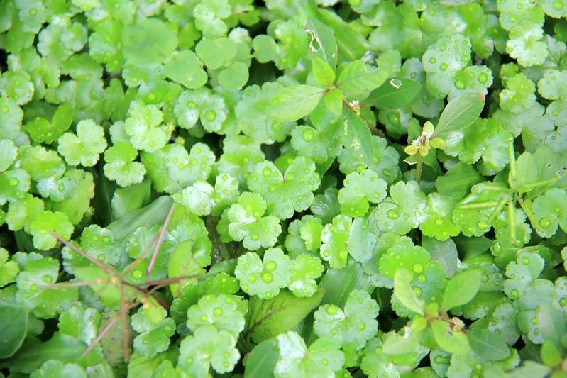 Cây Rau Má Hương thường mọc thành từng đám xanh mướt