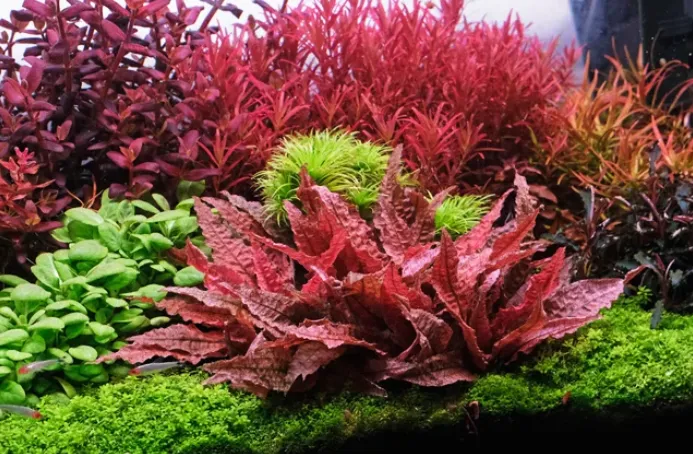 Cây Tiêu Thảo hay còn gọi là Thủy Diệp Lan