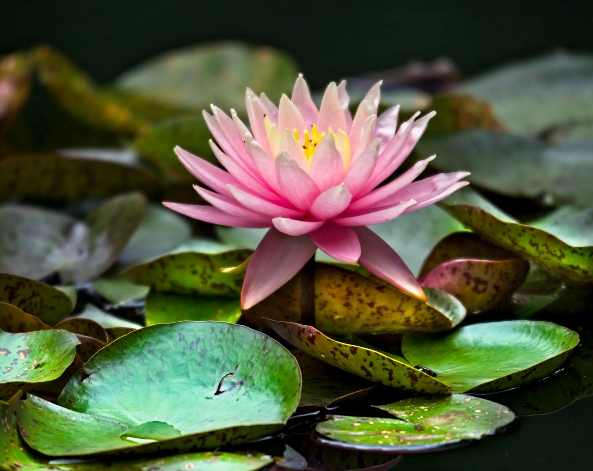 Hoa súng là loại cây thủy sinh ngoài tự nhiên thường gặp