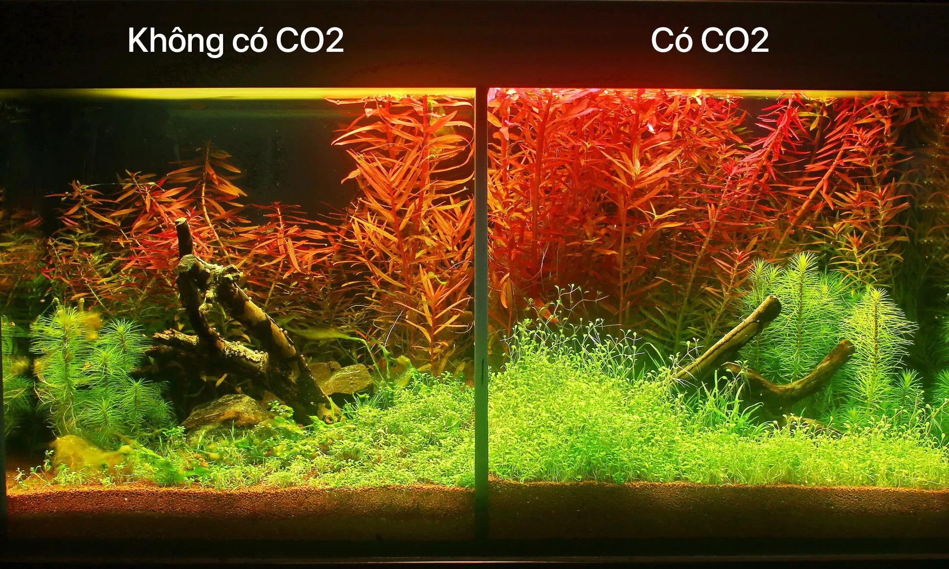 So sánh bể cây thủy sinh có và không có CO2