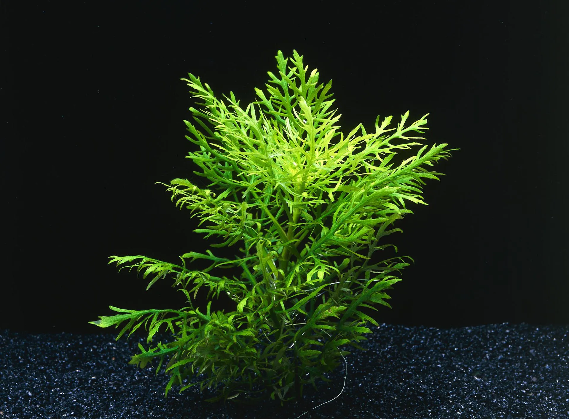 Cây Thủy Cúc là cây thủy sinh hậu cảnh