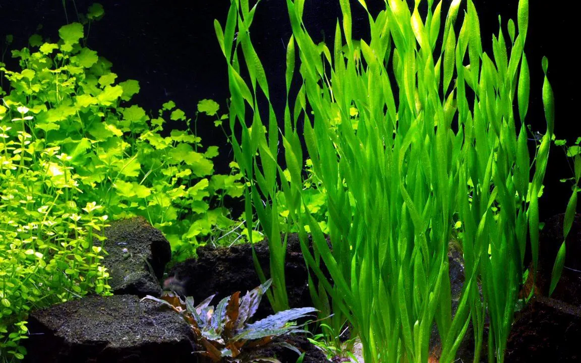 Cây Hẹ Thẳng có bộ rễ phát triển nhanh và mạnh