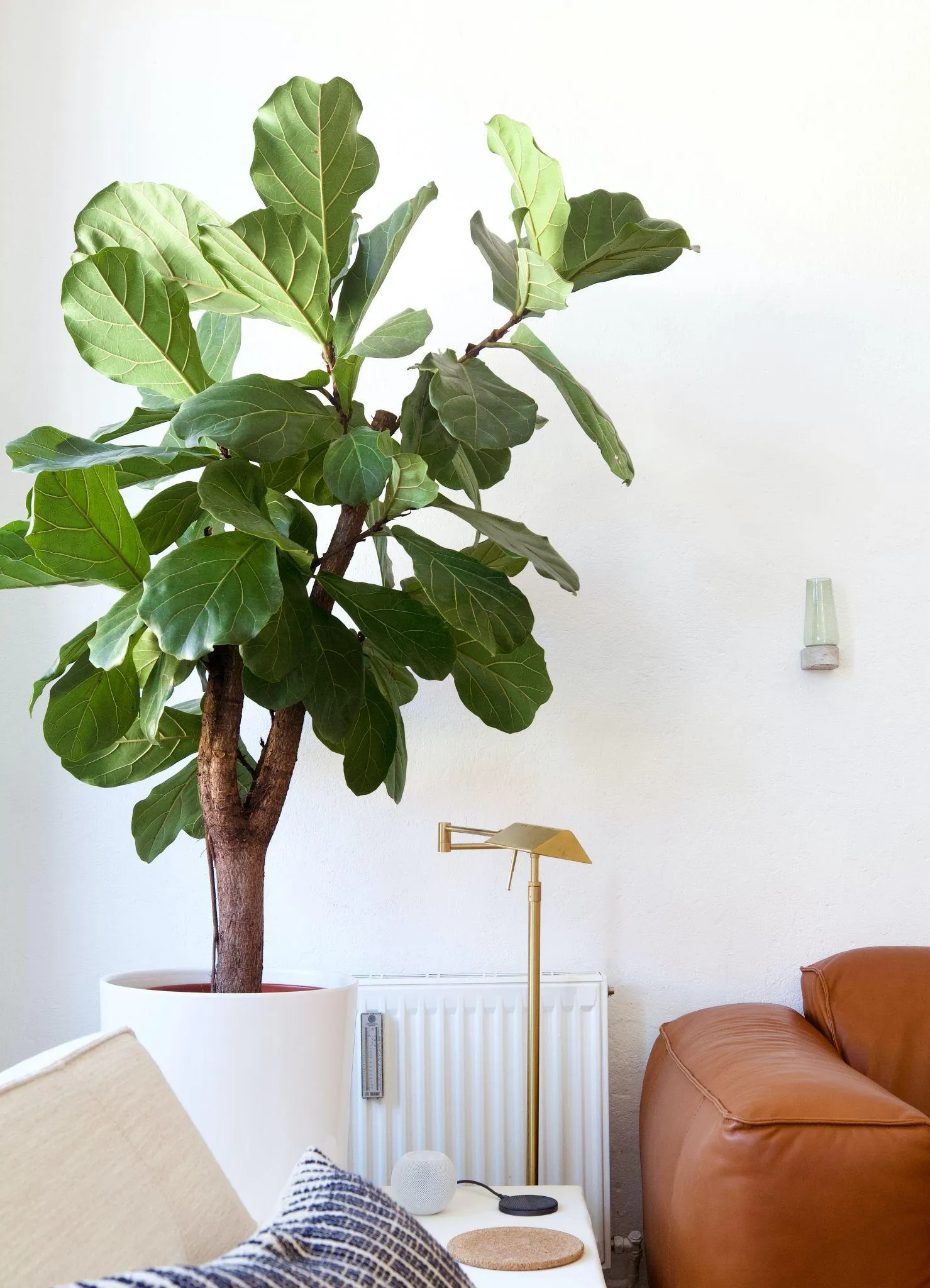 Cây bàng Singapore