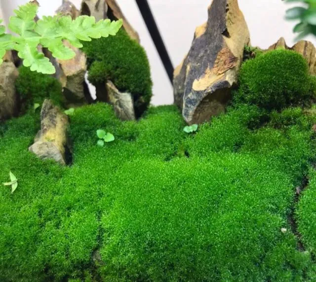 Rêu Nhung tạo thành mảng xanh mịn màng trong tiểu cảnh bán cạn