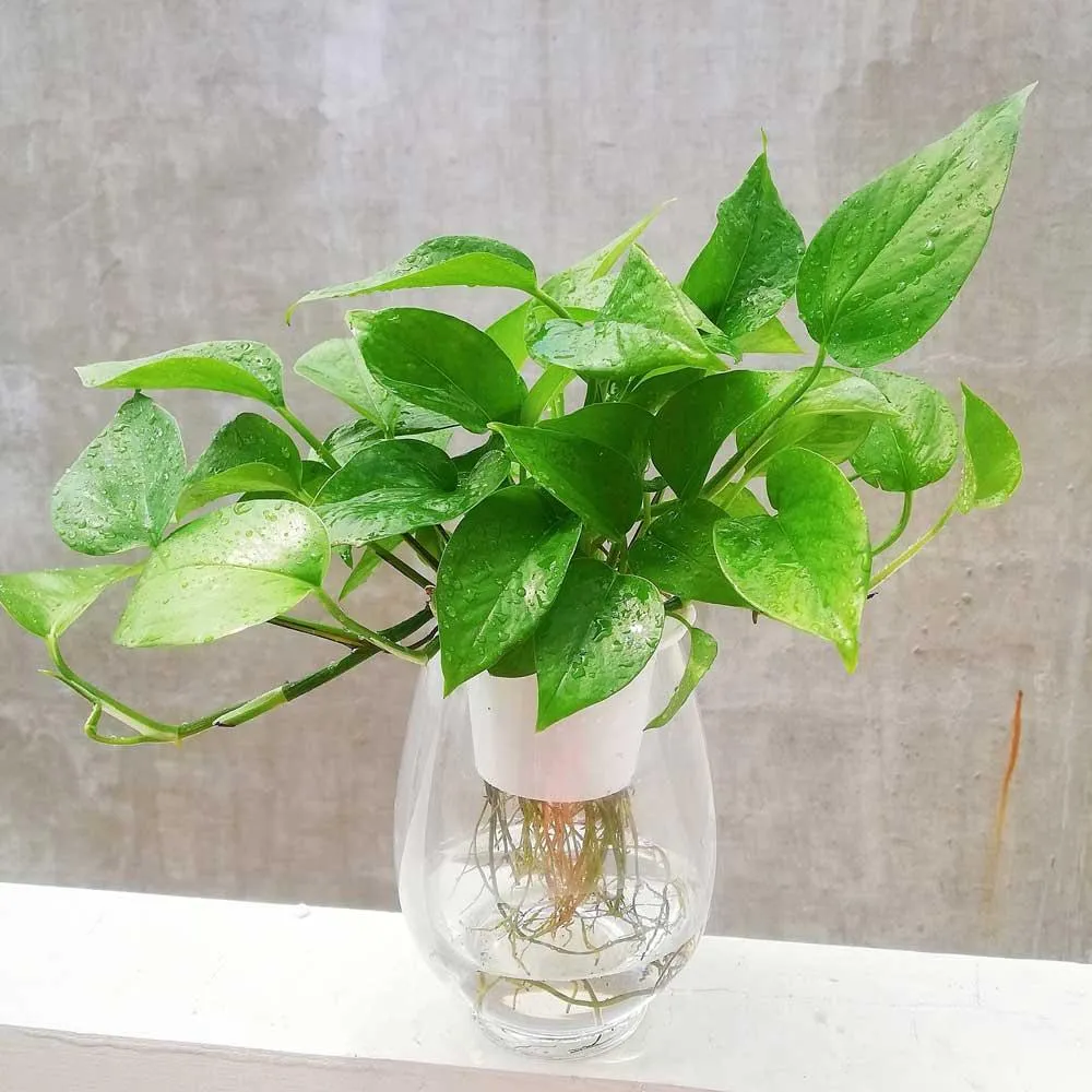 Cây Trầu Bà là loài cây thân leo, sống tốt trong nước và thiếu sáng