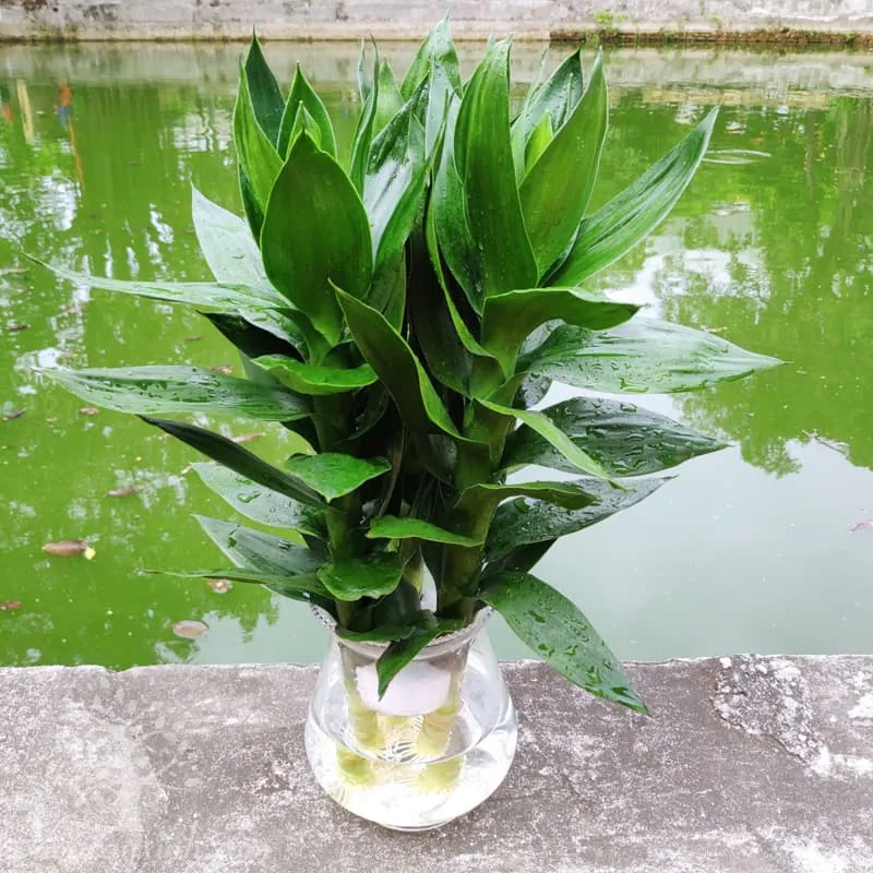 Cây Phát Tài Búp Sen mang lại tài lộc, phú quý