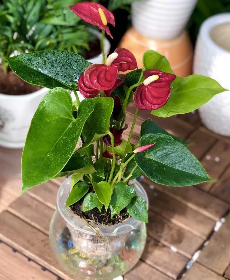 Cây Hồng Môn trồng trong chậu thủy tinh