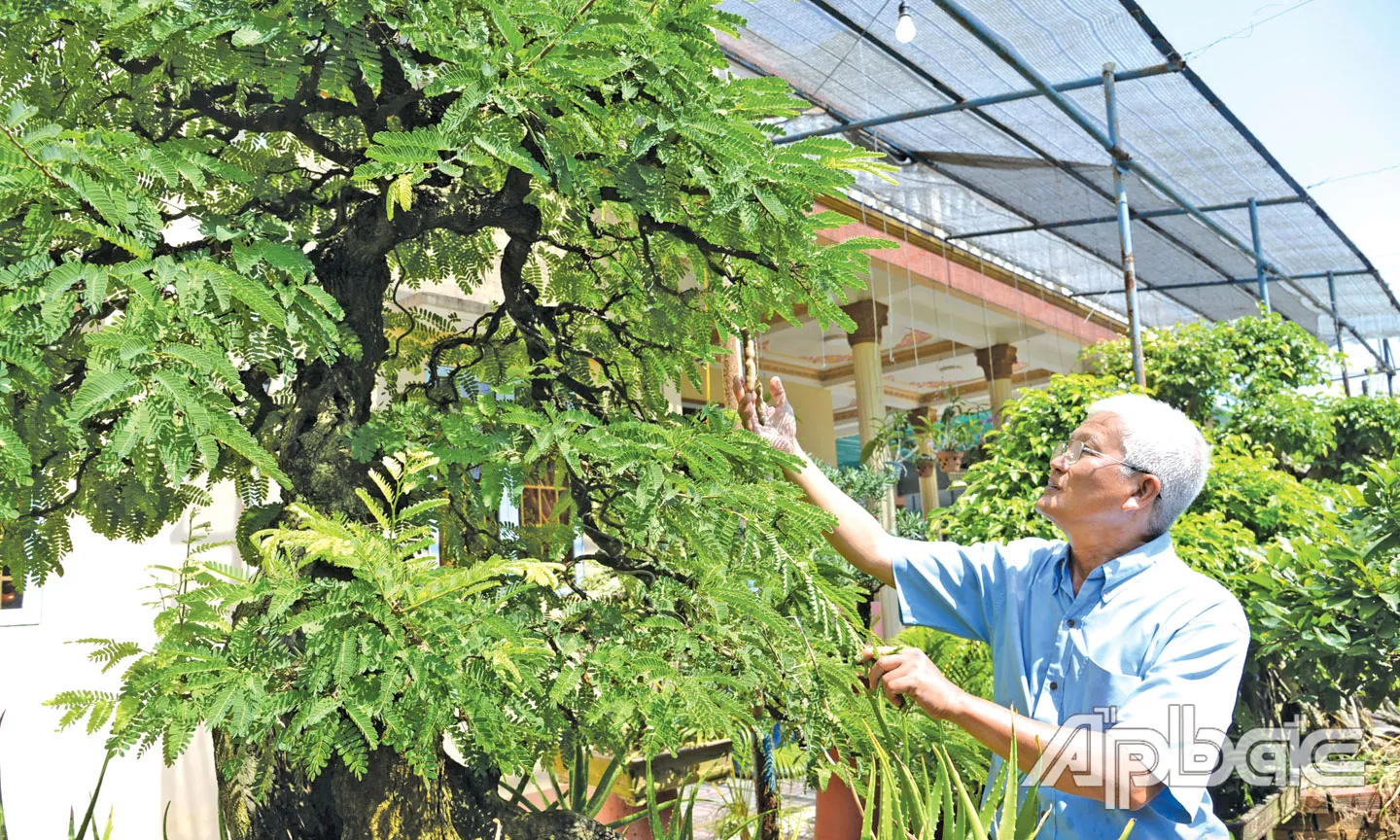 Người đam mê sinh vật cảnh thích thú chiêm ngưỡng chậu bonsai vừa có dáng thế đẹp vừa trĩu quả chín mọng