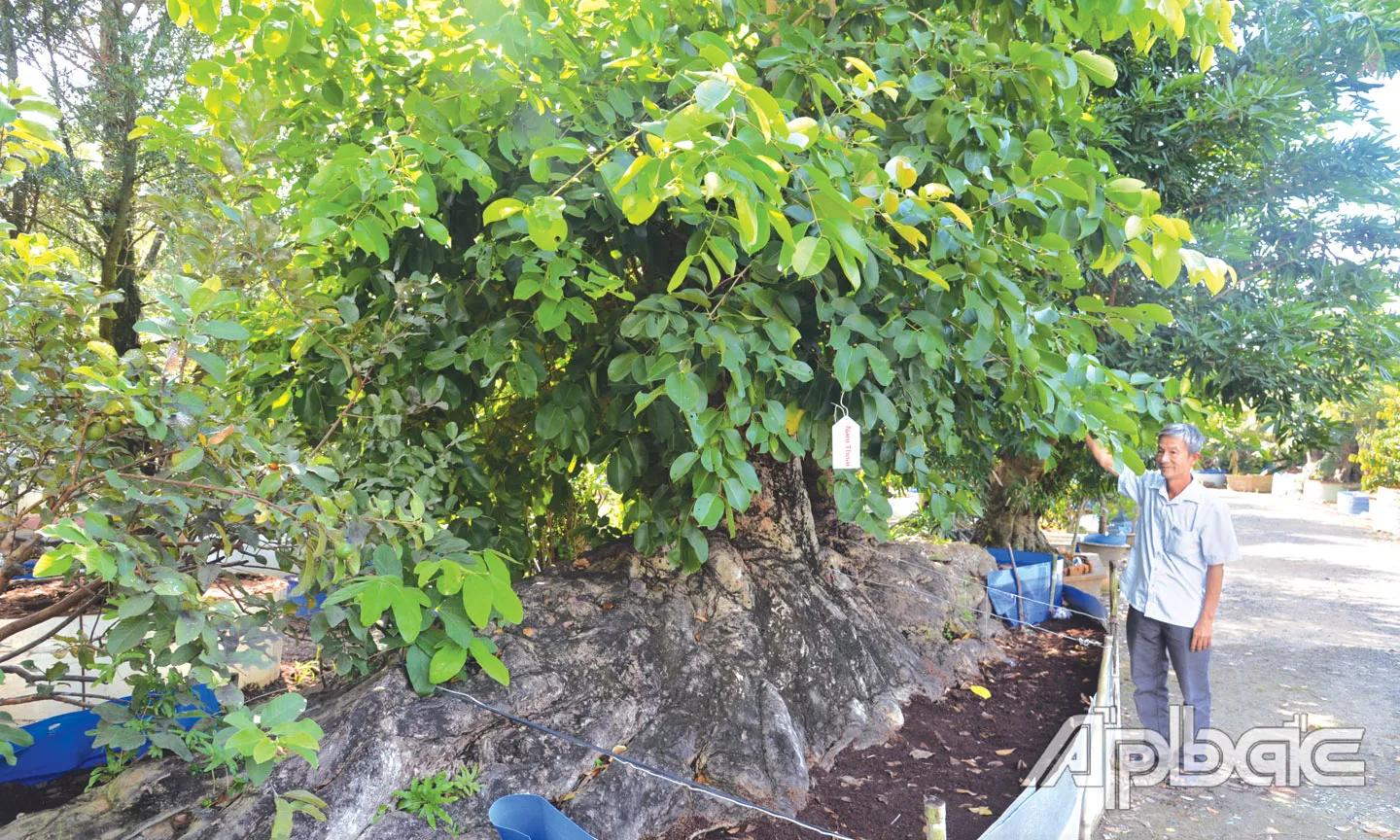 Ông Nguyễn Văn Toản tự hào đứng bên gốc trâm cổ thụ có tuổi đời hàng trăm năm được tạo dáng cực kỳ công phu
