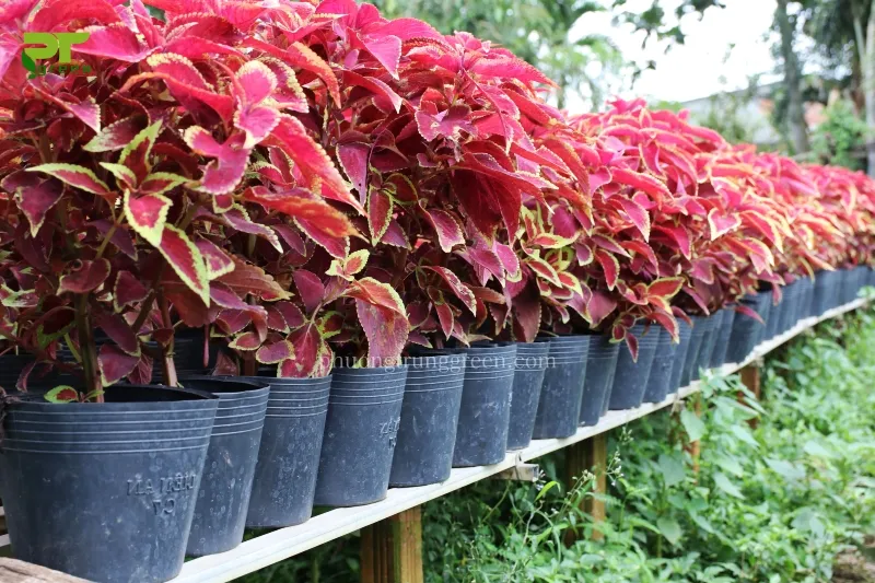 Cận cảnh lá cây lá gấm có ba màu: Đỏ tím, vàng, và xanh lục