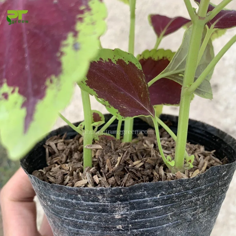 Cây lá gấm được trồng thành cụm, tạo điểm nhấn màu sắc cho khuôn viên